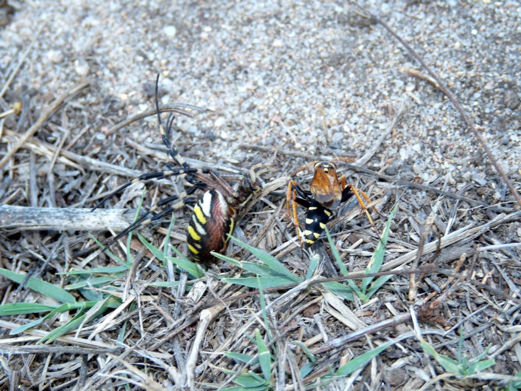 Pompilidae: Cryptocheilus octomaculatus